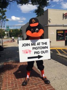 oriole bird visits pig town