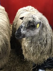 maryland sheep and wool