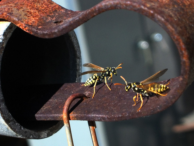 These wasps are not socially distancing themselves