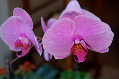 Top 10 ways to kill a houseplant like this phalaenopsis orchid.