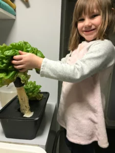 Happily harvesting the lettuce in the midst of winter