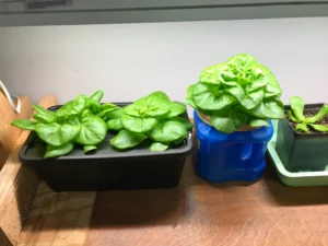 You can grow lettuce in the midst of winter