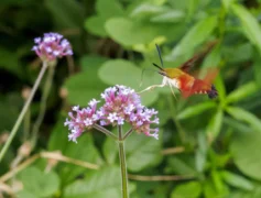 National Moth Week, hummingbird clearwing