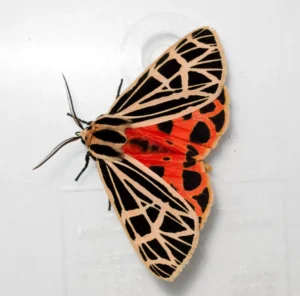 National Moth Week, ornate tiger moth