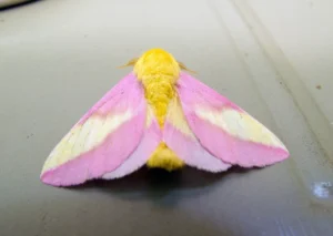 National Moth Week, rosy maple moth