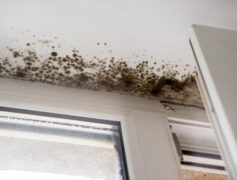 signs of mold
