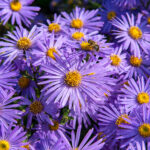 Goldenrods & asters: Important fall flowers for pollinators