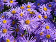 fall flowers include asters like these purple ones