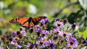 fall flowers like these asters with a butterfly