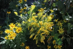 fall flowers like these goldenrods are ideal for a pollinator garden