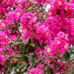 Crapemyrtle woes