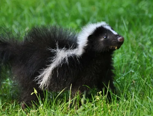 what's digging holes? An image of a skunk looking innocent