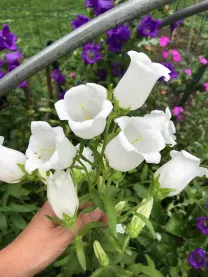 White flowers look lovely