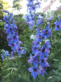 Beautiful blue snapdragons