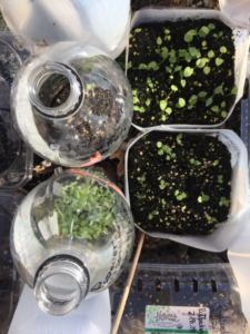 Winter sowing, seeds sprouting in recycled containers