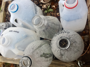 Winter sowing, recycled milk jugs and bottles.