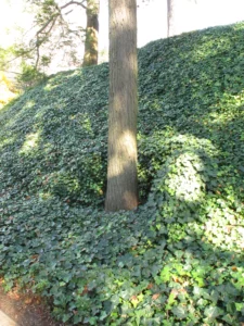 English ivy on a hillside