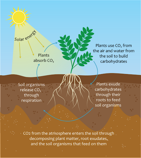 Infographic showing how plants absorb CO2 and create carbohydrates through their roots to feed soil organisms.