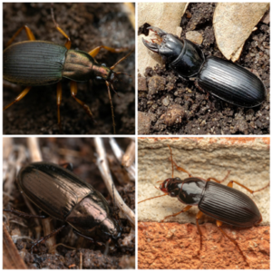 Four images of ground beetles.