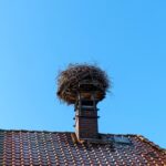 What to Do When You Have Animals in Your Chimney