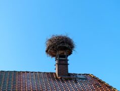 A large animal nest on top of a chimney.