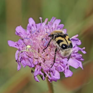 Bee beetle (Trichius fasciatura) and a crab spider flower.