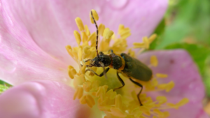 Beetle in a yellow flower.