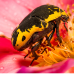 A Little-Known Group of Pollinators: Beetles!