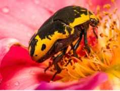 A beetle on a pink flower.