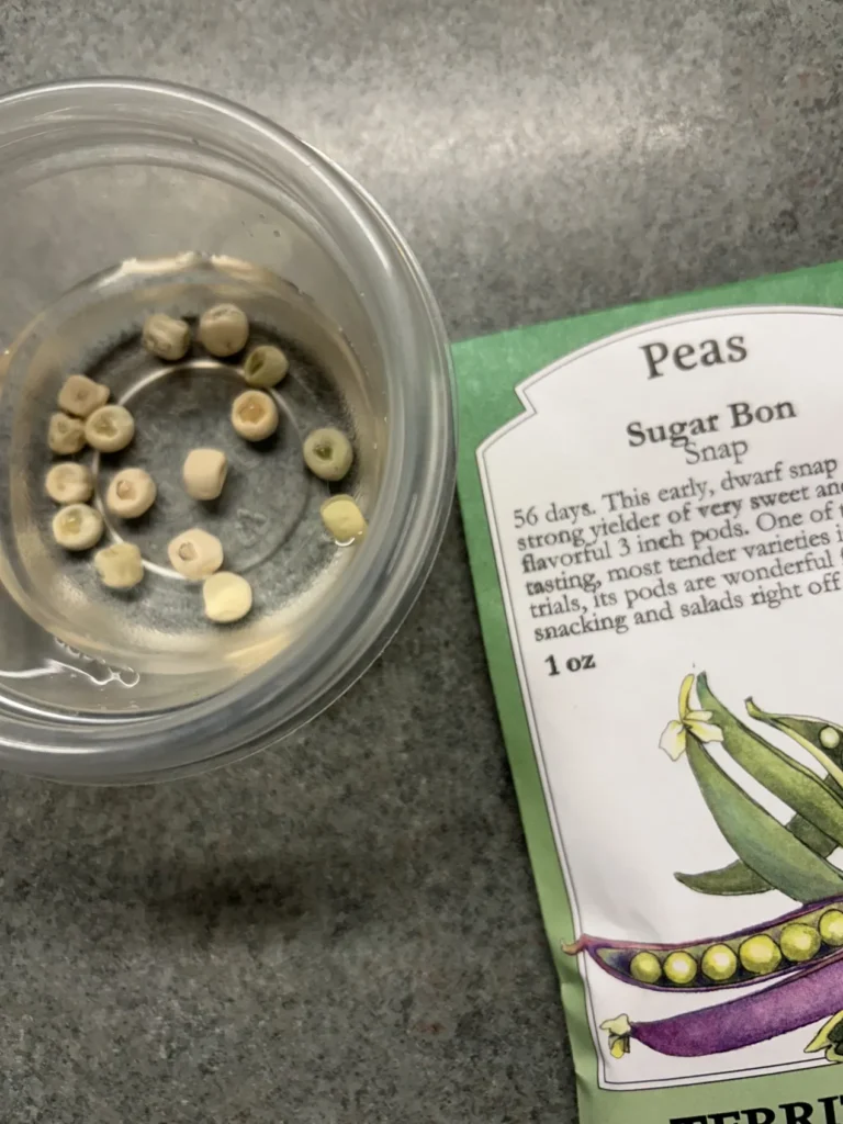 Peas soaking in water and the seed packet, ready for planting.