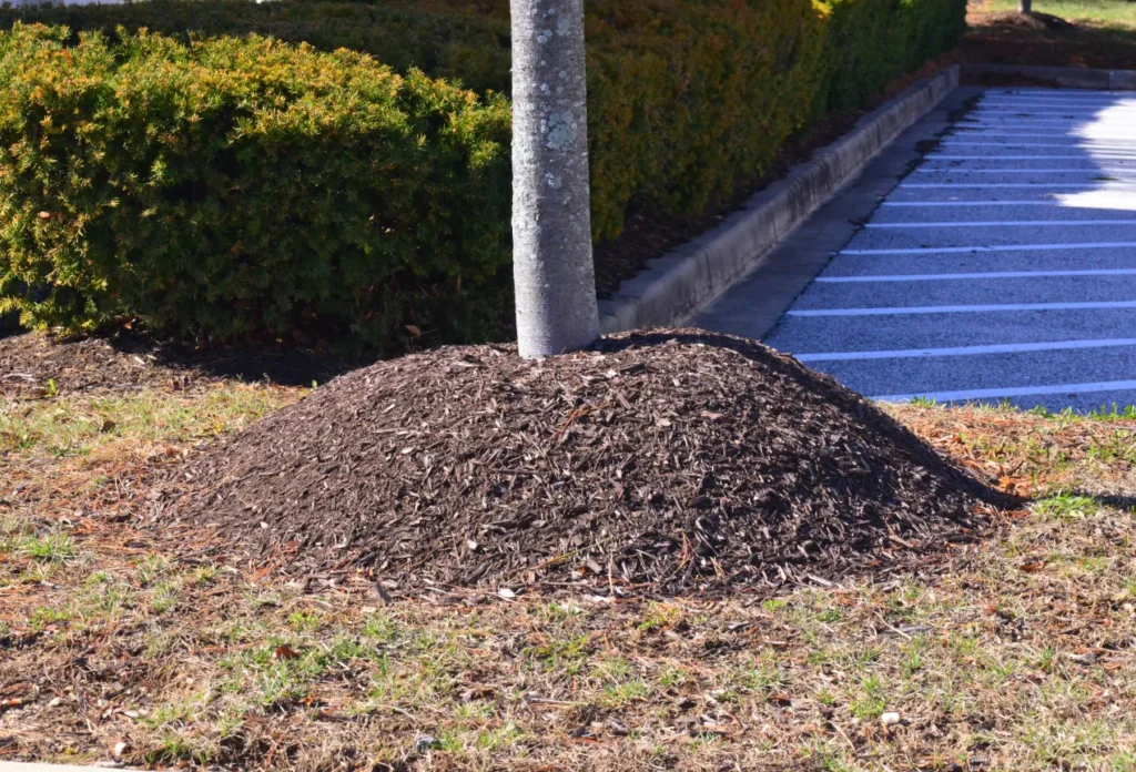 A tree with a volcano of mulch around it.